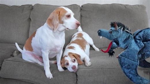 Dogs team up to defeat giant dragon puppet together