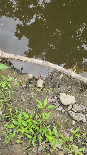 Rescuing a Tiny Painted Turtle