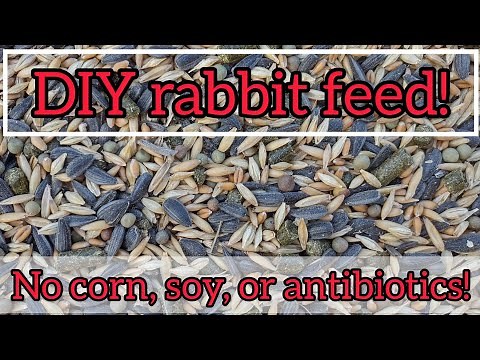how to make your own Rabbit feed using these 6 grains and legumes! no corn, soy, or antibiotics!