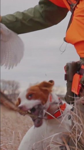 Pheasant hunting at Oak Tree By Horse & Hunt is rooted in tradition, habitat, and scale.