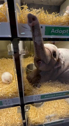 This pet store has some surprising options. I wonder if it comes with a backyard big enough! 500M views in 30 days. 📈 I didn't just get lucky - I used a specific strategy that most creators ignore. Check out Bunny Honey Club AI🤫