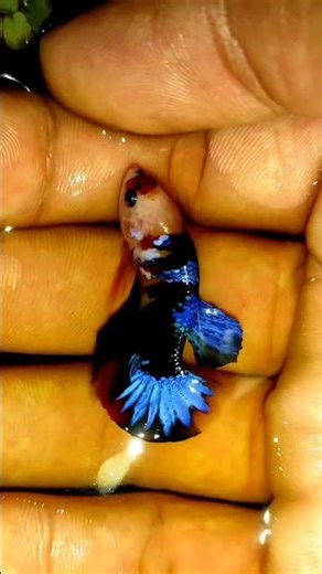 Emerald Warrior – Betta Splendor in Motion