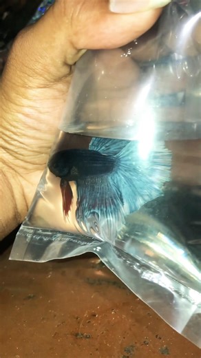 #betta Betta breeding setup ✅ #fishkeepinghobby #aquascape #shortsfeed #shortstrending #vairal