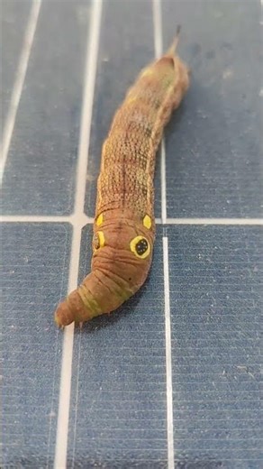 Vine Hawk Moth #caterpillar