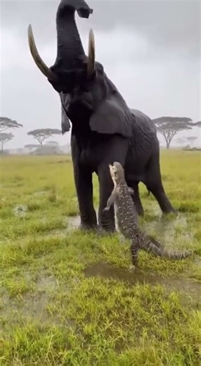 Mighty Elephant Sends Surprise Visitor Flying Away