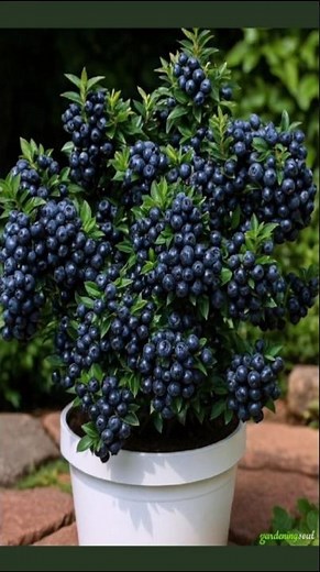 🍇 How To Grow Blackcurrant Plant From Cuttings Fast 🌱 (Step-By-Step Guide) #shorts