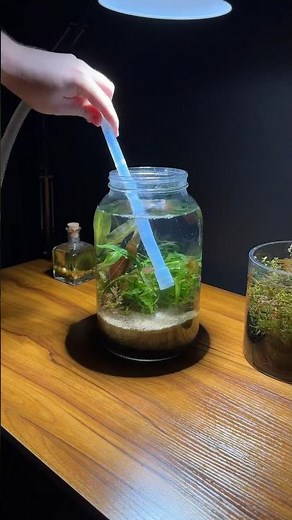 Mini jar aquarium ecosystem