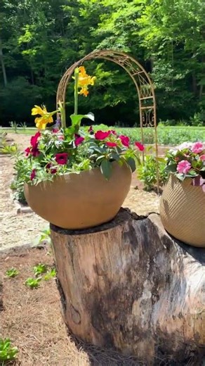 I will never not have planters on logs ever again 🪵😍