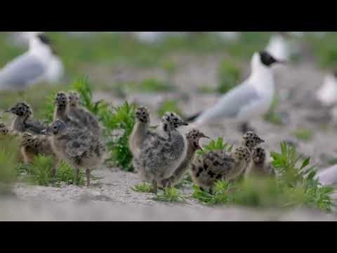 Bird Paradise of the Szczecin Lagoon – New Islands and Bird Conservation (Baltic Sea, Poland)