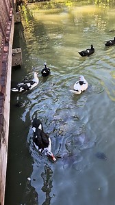 #ducks & #turtle | Rosie Delacruz