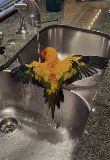 Meet My Smallest Parrot Living Her Best Life