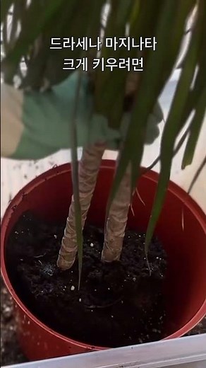 식물을 크게 키우려면 꼭 해줘야하는 것 #드라세나마지나타#분갈이#식물#repot#dracena#plantcare#reshine