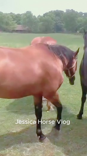 Mare joyfully met the stallion । Horses mating video #horse #usahorse #horsebreading #horsemeating #horselovers #jessicahorsevlog #horsevlog #usahorselovers