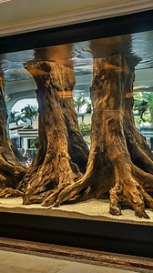 6K views · 113 reactions | Massive tree trunks in the aquarium#aquascape #plantedtank #viralreels #fishtank #aquatic #aquarium #aquariumhobby #layoutdesign #viral #aquariumhobby #plantedtank #viral #aquarium #layoutdesign #aquatic #fyp | AquaPedia | Facebook