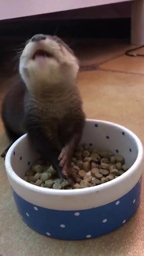 Adorable Otter Enjoying Meal in a Bowl
