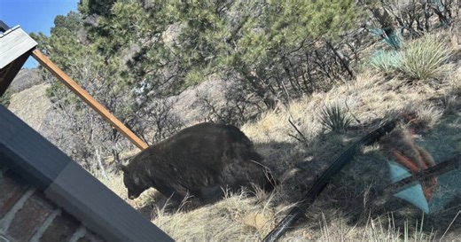 CPW offering $1 million in grants to reduce human-bear conflicts