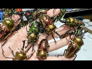 合計39匹！大量のニジイロクワガタを掘り出しました！