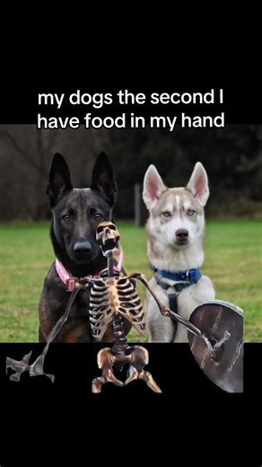 Hilarious Reactions of Dogs When Food Appears