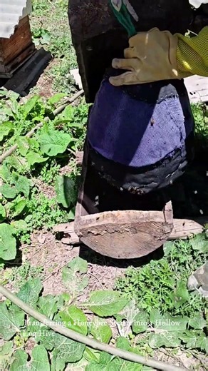 Transferring a Honeybee Swarm into a Hollow Log Hive