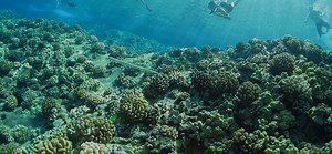 10 Things You Can Doto Save Coral Reefs in Hawaii