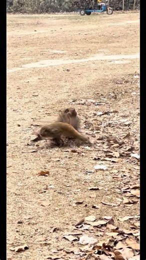 Two monkeys suddenly start a noisy argument and it quickly turns into a wild jungle showdown.