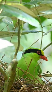 Common Green Magpie (Cissa chinensis) 👇 The Common Green Magpie is a flash of emerald light gliding through Asian forests, its long tail streaming like a green ribbon behind it. With bright green plumage, a bold red bill, and black facial markings, it looks almost unreal—like a forest spirit come alive. Curious and intelligent, it hops confidently through branches, calling loudly to its companions with sharp, expressive notes. Always alert, it watches everything, tilting its head as if studying