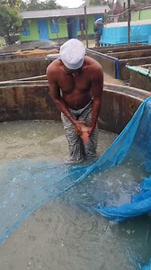 88K views · 284 reactions | Big Fish Breeding System #reels | Mr Fish | Facebook