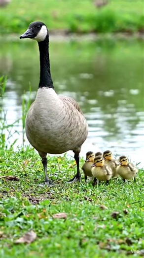 Canada or Canadian? - Canada goose Inspired by John James Audubon’s Plate 201 - Created with YT Veo