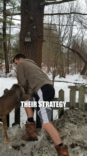 Two Brothers Rescue a Deer Stuck in a Fence #WildlifeRescue #AnimalRescue #KindnessMatters #GoodDeeds #InspiringStories #Compassion #HelpingOthers #ActOfKindness #ViralVideo #Heartwarming | Animals Behavior