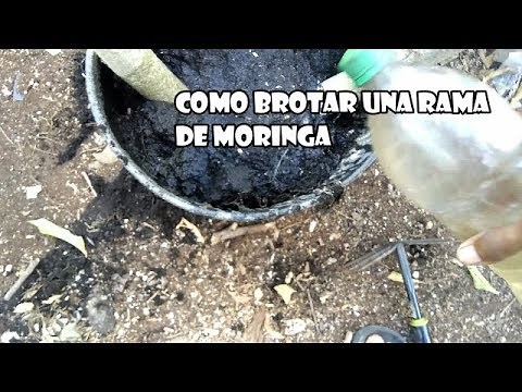 como cultivar moringa paso a paso muy facil