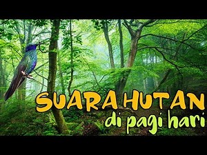 Suara Burung Di Hutan Pada Pagi Hari