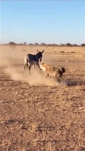 Donkey Fights Back Against Hyena with Powerful Kicks