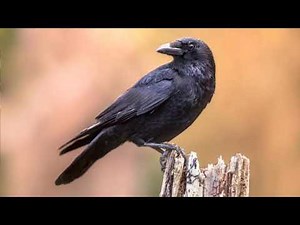 Crow sound effects