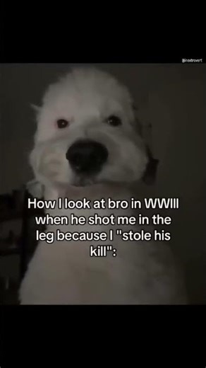 WWII Meme Dog 🐶: When Your Bro Steals Your Kill