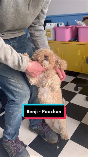 Adorable Benji's Grooming Styles and Tips