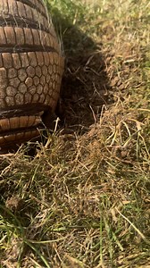 🚜💨 Bulldozer by name… Bulldozer by nature! Our six-banded armadillo loves nothing more than digging tunnels, shifting soil, and showing off those strong little claws. 🦔✨ It’s incredible to watch just how powerful and determined these amazing animals are – built perfectly for life under the surface. Who needs a JCB when you’ve got Bulldozer on the team? 😉#BulldozerTheArmadillo #DiggingMachine #ASEncounters #ArmadilloFun #AnimalAdventures | A & S Animal Encounters