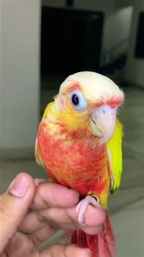 #birds #parrot #reels #pets #reels #tamedbird #suncheek #tranding #song