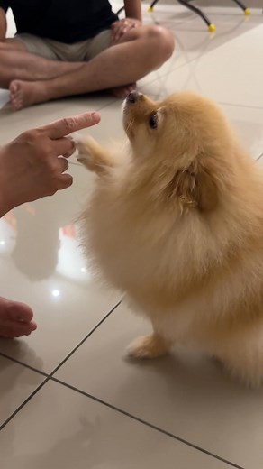 219K views · 2.5K reactions | 你这个puh boh kia,我不在家你就骂我女儿啊？ 他去叫他姐姐起来吃饭管你什么事……niama的你，吃我的用我的住我的，还要骂我女儿啊 | Christine Teoh | Facebook