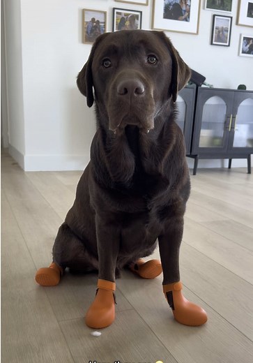Lab Puppy Moments: Honest Reactions and Fun