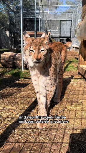 New rescue, Eurasian lynx Kimba, is coming out if her shell! 🌟⚡️ Change can be scary. So when Kimba started spending more time outside and even purring this week, we were thrilled! 😻 👉 Without you, Kimba’s new life wouldn’t be possible. Have your gift TRIPLED today for Kimba and our 140 other rescued felines at bit.ly/MIRACLEMATCH or at the link in our bio 🔗 #lynx #eurasianlynx #lynxcats #rescuecat #rescuedcat #bigcat #lynxlove #bigcats #newlife #animalsanctuary #sanctuarylife #purringcat #p