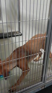 Update : Adopted Tigger loves enrichment time, today he is enjoying a new toy. Tigger A1132551 is availabale for adoption or foster. Come to the shelter to meet Tigger , we are open until 4pm today! | Kern County Animal Services