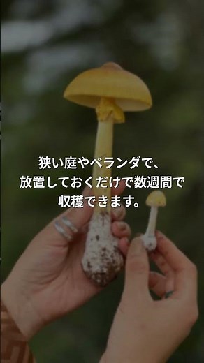 庭で月5万稼ぐ｜キノコ栽培の秘密