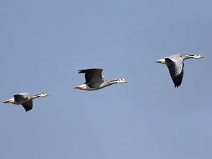 Geese migration habits changed due to climate change, say scientists