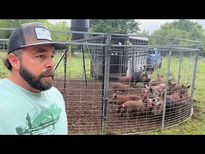 Record Pig Catch! 66 Pigs Caught and Released in a New Trap!
