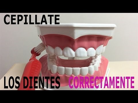 cepillado de dientes correcto. (Técnica de Bass modificada) - salud bucal
