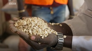 Aflatoxin poison: scientists in Uganda have developed a technology that detoxifies grain