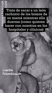 2.1M views · 40K reactions | La #crianza con #apego se basa en la cercanía y la atención continua de los padres durante la infancia, donde el contacto físico es un elemento fundamental para incentivar la estimulación y seguridad en los niños. Vía CreeSer Psicoeducación | Ética ecológica | Facebook