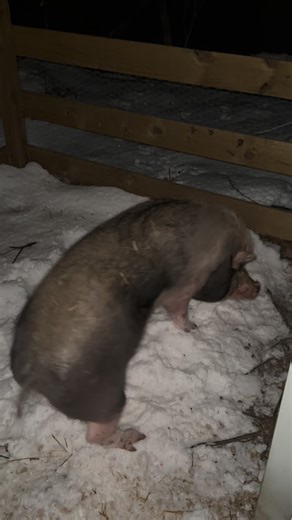 House of Pancakes Reptile Rescue Inc.🦎 on Instagram: "Hamlet gave me a scare last night and we can use your prayers! He hates the cold and snow so I have to use a sorting board to get him outside each morning and evening to eat. Once I got him outside last night I plopped his food bowl in front of him and he stood in a daze for about a minute, then his back end started spinning him around repeatedly. I tried to calm him and get him to stay still with the sorting board and no luck. I realized if