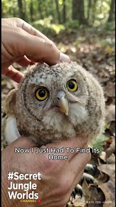 Baby Owl Fallen from Nest.