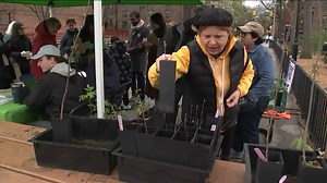 New York Restoration Project giving away thousands of free trees to make a greener NYC